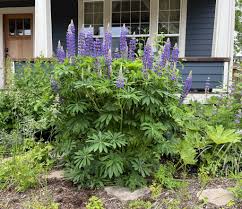 Attēlu rezultāti vaicājumam “Lupinus polyphyllus flower”