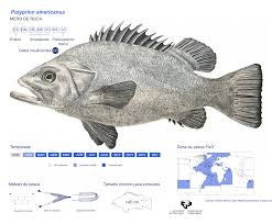 Image result for Polyprion americanus