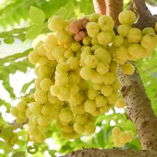 Attēlu rezultāti vaicājumam “Ribes uva-crispa fruit”