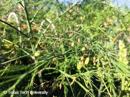 Attēlu rezultāti vaicājumam “Asparagus officinalis leaf”