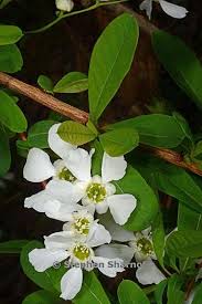 Attēlu rezultāti vaicājumam “Exochorda giraldii var. wilsonii”