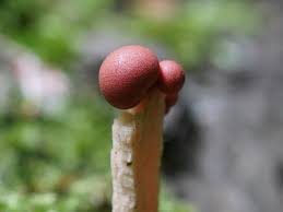 Attēlu rezultāti vaicājumam “Lycogala exiguum aggr. sessile”