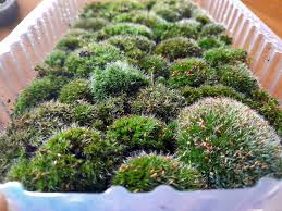 Attēlu rezultāti vaicājumam “Grimmia pulvinata”