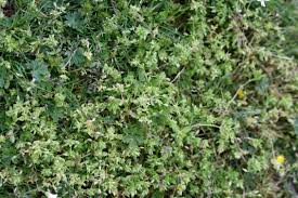 Attēlu rezultāti vaicājumam “Stellaria pallida”