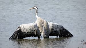 Attēlu rezultāti vaicājumam “Grus grus”