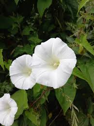 Attēlu rezultāti vaicājumam “Calystegia inflata”