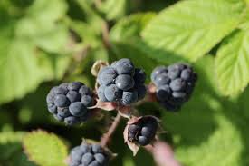 Attēlu rezultāti vaicājumam “Rubus caesius fruit”