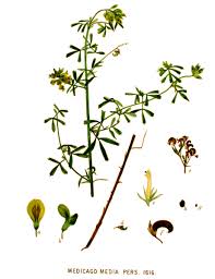 Attēlu rezultāti vaicājumam “Medicago x varia”