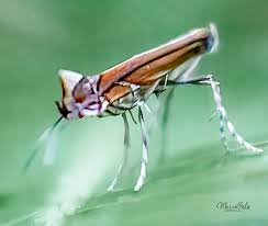 Attēlu rezultāti vaicājumam “Anostirus castaneus”