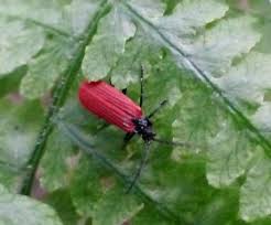 Attēlu rezultāti vaicājumam “Lycidae”