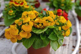 Image result for Calceolaria