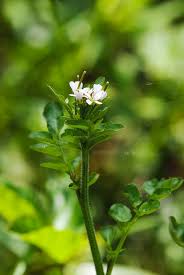 Attēlu rezultāti vaicājumam “Cardamine amara flower”