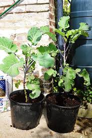 Image result for Taunton Deane