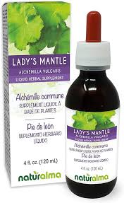 Image result for Alchemilla vulgaris