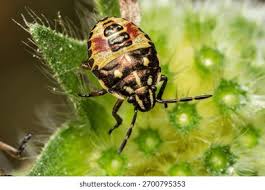 Attēlu rezultāti vaicājumam “Carpocoris sp. nymph”
