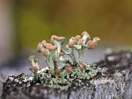 Attēlu rezultāti vaicājumam “Cladonia botrytes”