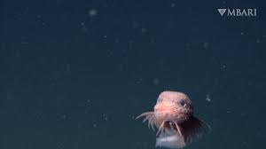Image result for blobfish