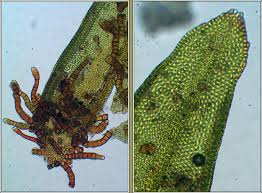 Attēlu rezultāti vaicājumam “Orthotrichum pumilum”