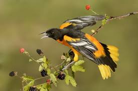 Image result for Icterus galbula