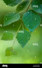 Attēlu rezultāti vaicājumam “Betula pubescens leaf”