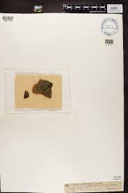 Attēlu rezultāti vaicājumam “Thelopsis rubella”