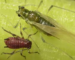 Attēlu rezultāti vaicājumam “Uroleucon hypochoeridis”