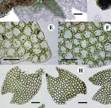 Attēlu rezultāti vaicājumam “Harpanthus scutatus”