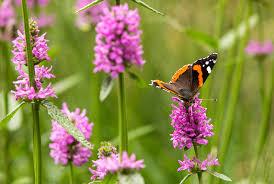 Attēlu rezultāti vaicājumam “Stachys officinalis”