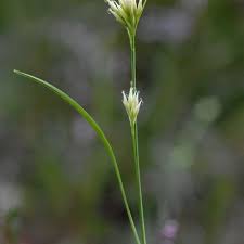Attēlu rezultāti vaicājumam “Rhynchospora alba fruit”