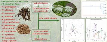 Attēlu rezultāti vaicājumam “Heracleum sphondylium subsp. sibiricum fruit”