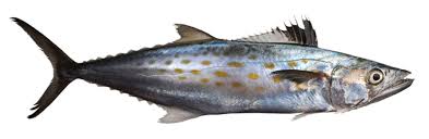 Image result for Scomberomorus maculatus