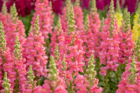 Image result for Antirrhinum majus