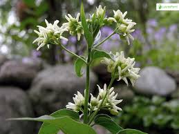 Attēlu rezultāti vaicājumam “Vincetoxicum hirundinaria fruit”