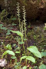 Attēlu rezultāti vaicājumam “Malaxis monophyllos flower”