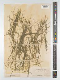 Attēlu rezultāti vaicājumam “Stuckenia filiformis flower”