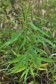 Attēlu rezultāti vaicājumam “Cannabis sativa”