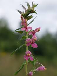 Attēlu rezultāti vaicājumam “Odontites vulgaris flower”