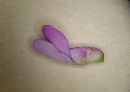 Attēlu rezultāti vaicājumam “Vicia cracca fruit”