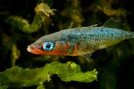 Attēlu rezultāti vaicājumam “Gasterosteus aculeatus”