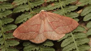 Attēlu rezultāti vaicājumam “Hylaea fasciaria”