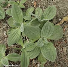 Attēlu rezultāti vaicājumam “Plantago media leaf”