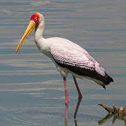 Attēlu rezultāti vaicājumam “Ciconiiformes”