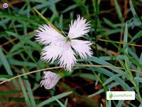 Attēlu rezultāti vaicājumam “Dianthus arenarius leaf”