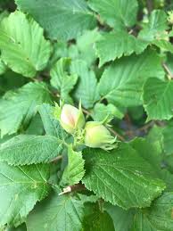 Attēlu rezultāti vaicājumam “Corylus avellana”