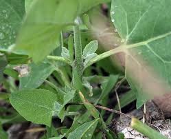 Attēlu rezultāti vaicājumam “Atriplex calotheca leaf”