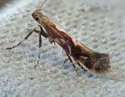 Attēlu rezultāti vaicājumam “Calybites phasianipennella”