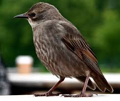 Attēlu rezultāti vaicājumam “Sturnus vulgaris”