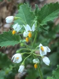 Attēlu rezultāti vaicājumam “Galium schultesii fruit”