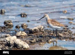 Attēlu rezultāti vaicājumam “Calidris ferruginea adult”