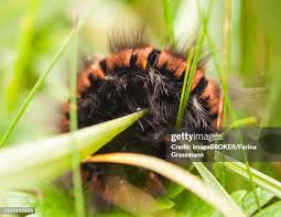Attēlu rezultāti vaicājumam “Macrothylacia rubi”